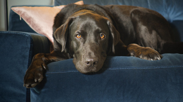 החיים הסמויים של חיות הבית (צילום: נטפליקס)