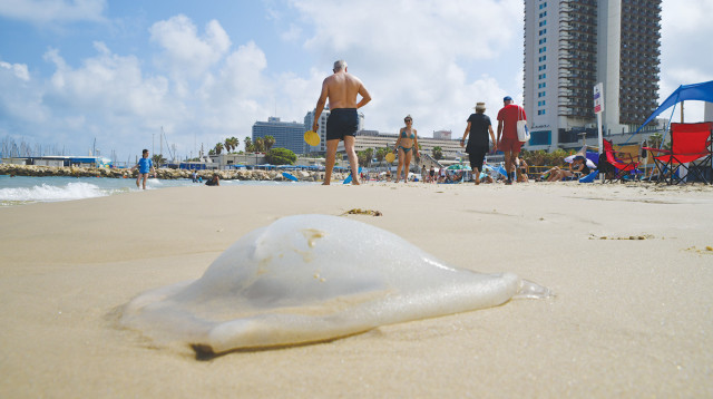 מדוזות בחופי תל אביב (צילום: אבשלום ששוני)