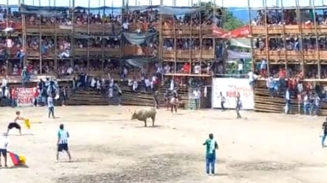 אצטדיון קורס במהלך מלחמת שוורים בקולומביה (צילום: צילום מסך, צילום מסך)