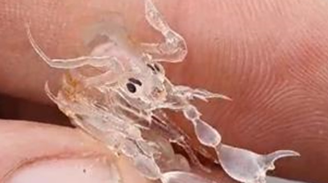דייגים שמצאו את היצור העלו תיעוד לרשתות החברתיות כדי לקבל תשובות (צילום: צילום מסך טיקטוק)