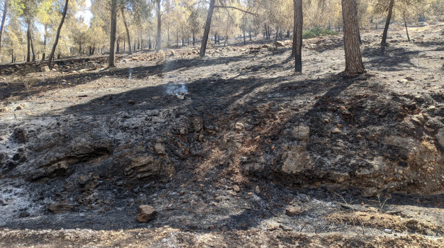  אחרי השריפה ביער דבורייה ב-2020 (צילום: משרד החקלאות)