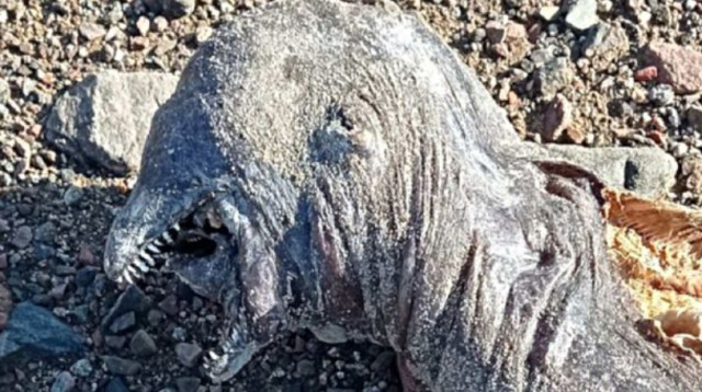 יצור מסתורי נשטף לחופי חצי האי סיני (צילום: צילום מסך פייסבוק)