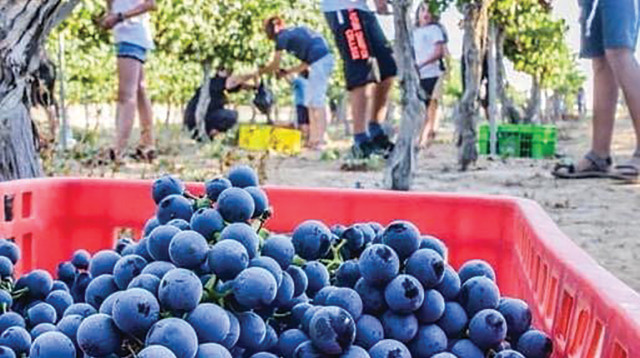 פסטיבל הבציר (צילום: ישי כהן)