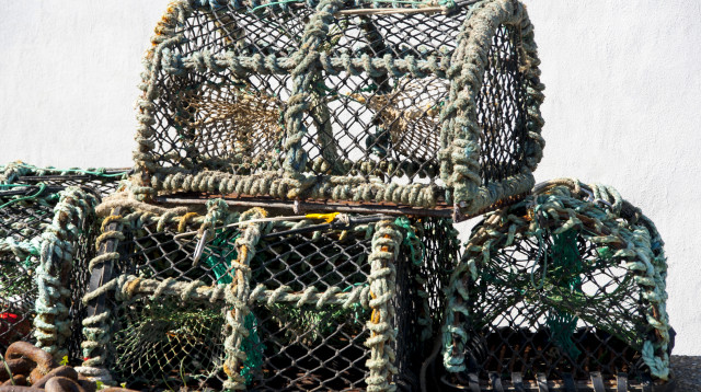 לובסטר כחול נדיר אותר אך הוחזר לים (צילום: אינג'אימג')