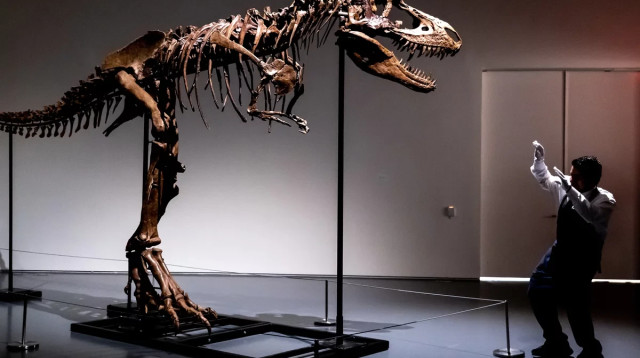 דינוזאור עומד למכירה, ארכיון (צילום: בית המכירות הפומביות Sotheby's )