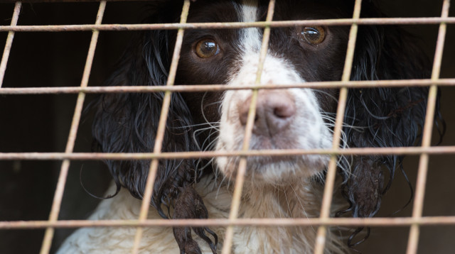 הכלב נותר מאחור ולא הגיע הביתה (צילום: אינג'אימג')