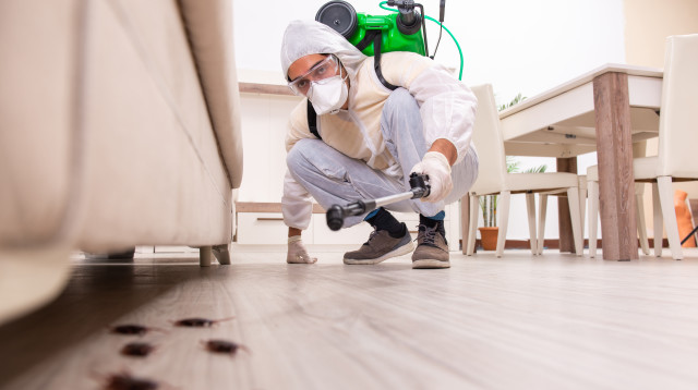 מוטציה חדשה של ג'וקים חסינה לחומרי הדברה (צילום: אינג'אימג')