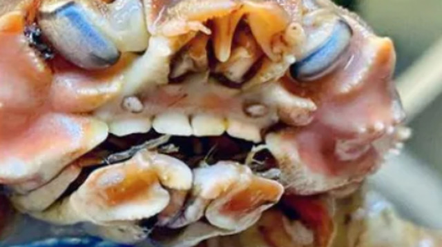 סרטן בעל שיניים אנושיות אותר בקרקעית ים (צילום: מתוך אינסטגרם)