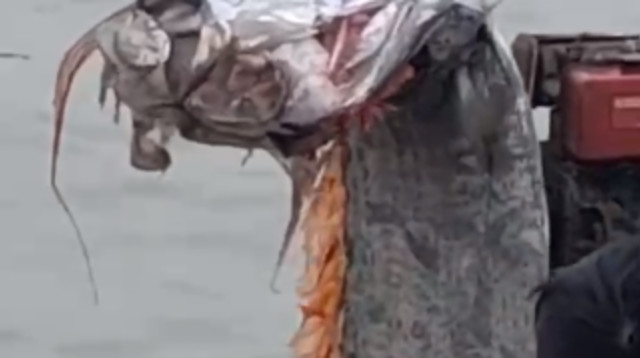 מושט באורך חמישה מטרים בצ'ילה (צילום: מתוך טיקטוק)