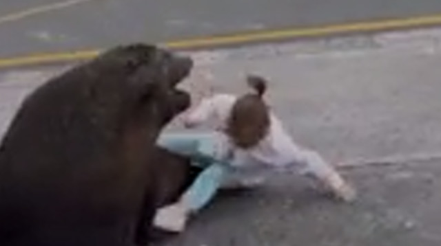 הילדה ניסתה להתיישב על חיית הבר, והיא כמעט תקפה אותה בתגובה (צילום: מתוך פייסבוק)