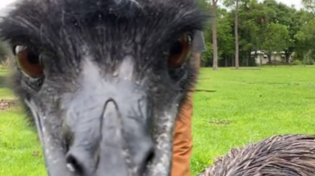 עמנואל, האמו שלא מחבב את המצלמה הפך לכוכב רשת (צילום: מתוך טיקטוק)