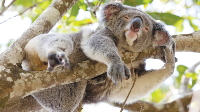 קואלה (צילום: אינגאימג')