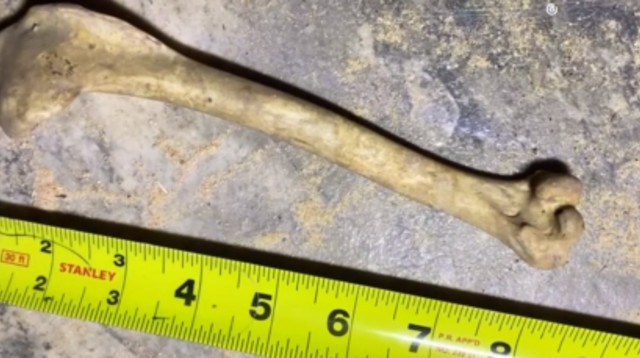 ממצאים חריגים במיוחד מתחת לריצוף הישן (צילום: מתוך טיקטוק)