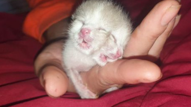 חתול דו-פרצופי, מת לאחר כארבעה ימים בלבד (צילום: מתוך פייסבוק)