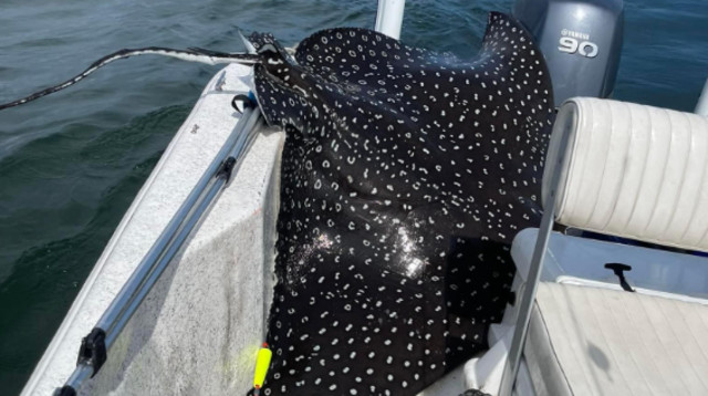 טחן נקוד זינק לסירה של הדייגים (צילום: מתוך פייסבוק)