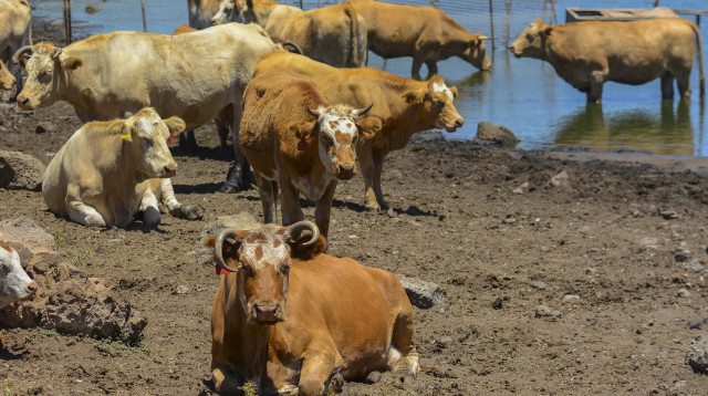 פרות ברמת הגולן מנסות להתקרר בגל החום (צילום: מיכאל גלעדי, פלאש 90)