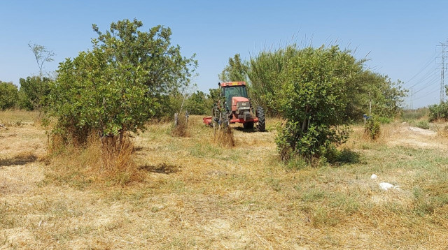 עבודות הגיזום לצד הנחל (צילום: גיא מרגלית)