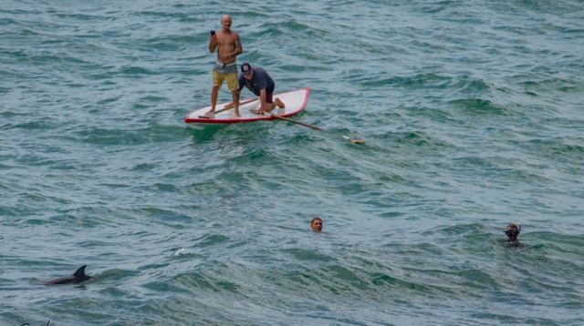 דולפין בחוף סידני עלי, הרצליה (צילום: גיא לויאן ואלון פן רשות הטבע והגנים)