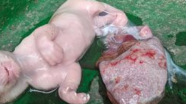 קשה לצפייה - מוטציה שנראית כמו הכלאה של חתול וקוף (צילום: מתוך פייסבוק)