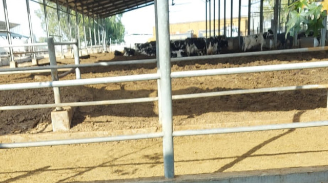 שמיל ביטרמן (צילום: אופק ונוריאל ארזי)