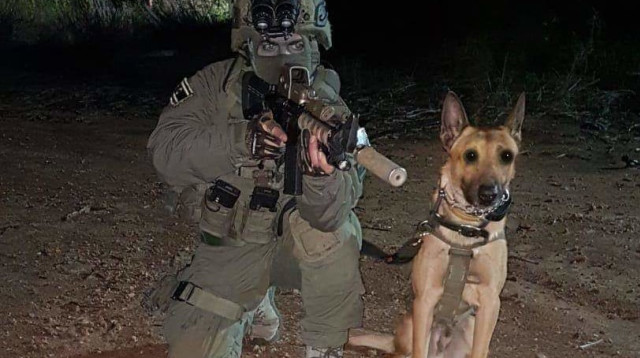 כלב הימ"מ זילי  (צילום: דוברות המשטרה)