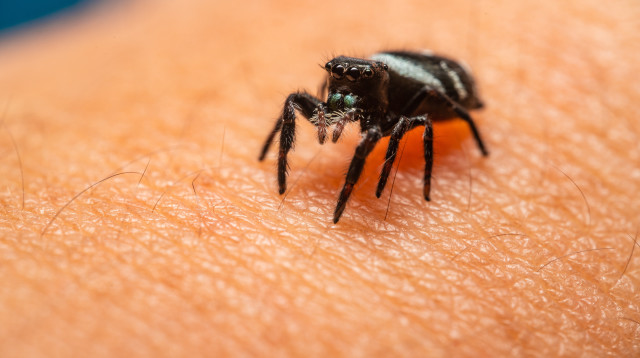 כל מה שצריך לדעת על ריסוס פשפשים (צילום: pexels)