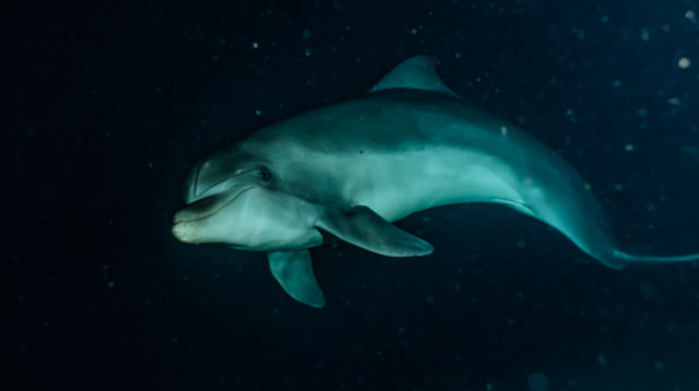 לוויתן בלוגה, לא שרד את מבצע החילוץ (צילום: אינג'אימג')
