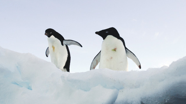 פינגוונים (צילום: רויטרס)