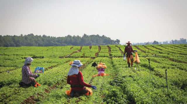 חקלאות (צילום: יעקב לדרמן פלאש 90)