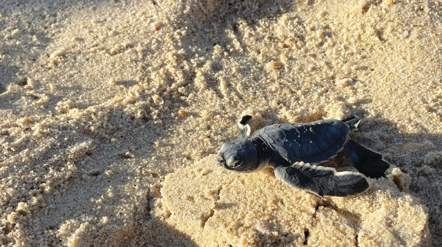 צב ים (צילום: קובי בן דוד, סודהסטרים)