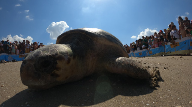מי הים לסביבה החופית משקפות היטב את מורכבות החיים של צבי הים (צילום:  ד"ר יניב לוי מנהל המרכז להצלת צבי ים ברשות הטבע והגנים)