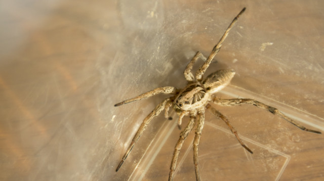 עכביש זאב (זאבן) (צילום: אינגאימג')