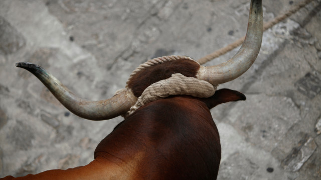 שור (אילוסטרציה) (צילום: REUTERS/Jon Nazca)