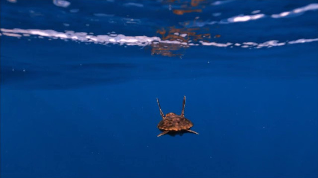 השבה לטבע של צבי ים צעירים (צילום: ד"ר יניב לוי, המרכז להצלת צבי ים רשות הטבע והגנים)