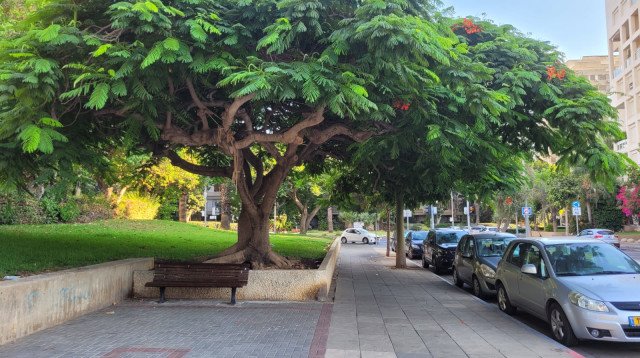 רחוב עירוני עם עצים (צילום: צרויה שבח)