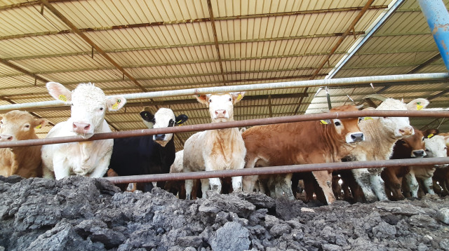 עגלים בתעשיית הבשר (צילום: אנימלס)