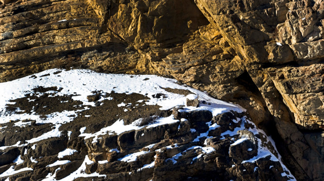 היכן מסתתר הנמר? (צילום: מתוך טיקטוק)
