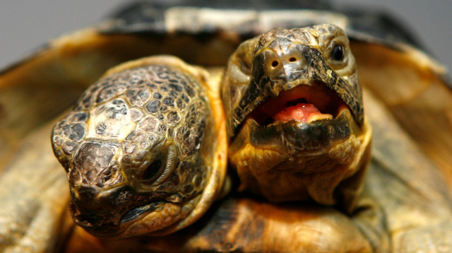 יאנוס, צב יווני דו-ראשי על שם האל הרומי בעל שני ראשים חוגג יום הולדתו ה-25  (צילום: REUTERS/Denis Balibouse)