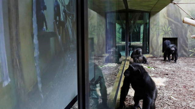 שימפנזות בגן החיות בפראג בימי הקורונה, ארכיון (צילום: REUTERS/David W Cerny)