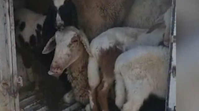 11 הכבשים בתא מטענו של הרכב הנעצר (צילום: דוברות המשטרה)