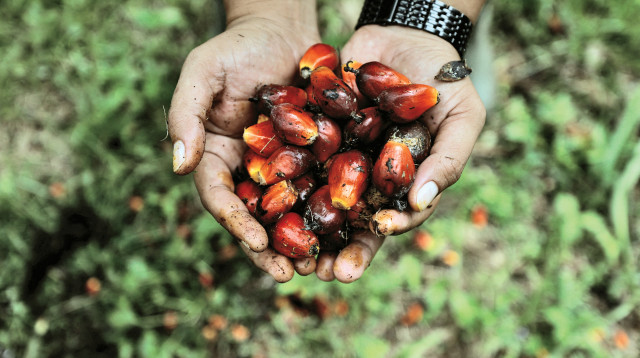 מטע של דקלי שמן באינדונזיה (צילום: רויטרס)