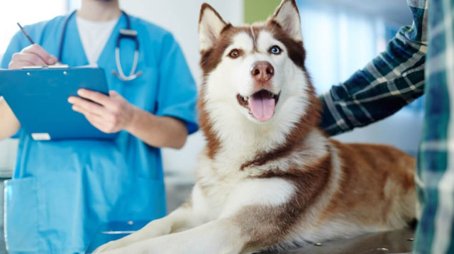 בדיקות שיניים לכלבים (צילום: באדיבות רויאל קנין)