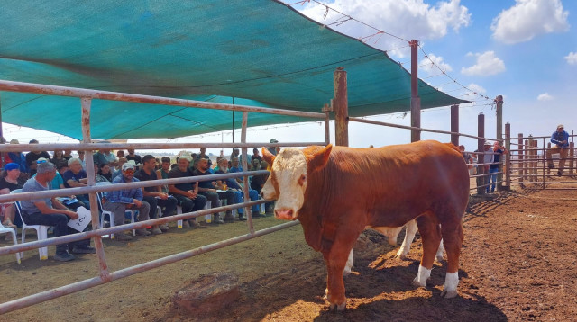 פר הרבעה (צילום: צמח תערובות)