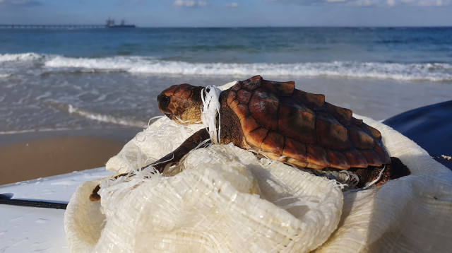 תופעה מדאיגה (צילום: שי פלדמן)
