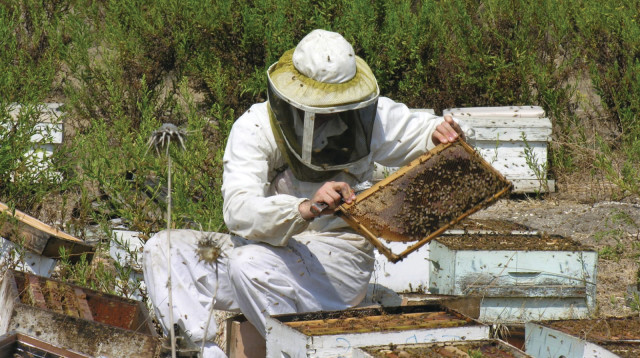 יאיר שוורץ, מכוורת יד מרדכי (צילום: באדיבות יד מרדכי)
