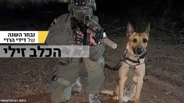 הכלב זילי צילום דוברות המשטרה (צילום: דוברות המשטרה)