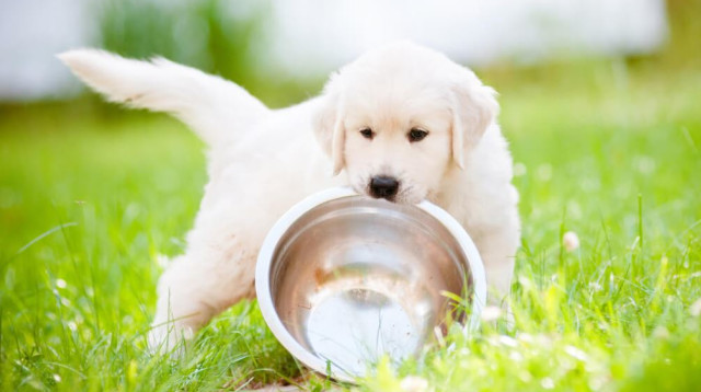 בתאבון חמודי. גור כלבים (אילוסטרציה) (צילום: באדיבות רויאל קנין)