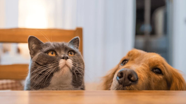 גם אנחנו רוצים. כלבים וחתולים ליד השולחן  (צילום: באדיבות רויאל קנין)