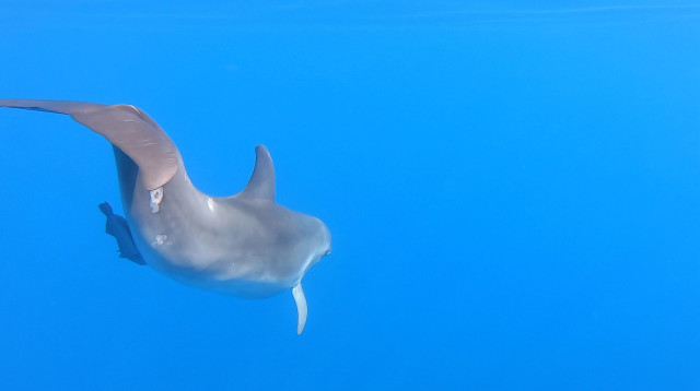 דולפינים מול חופי ישראל (צילום: גיא לויאן, רשות הטבע והגנים)