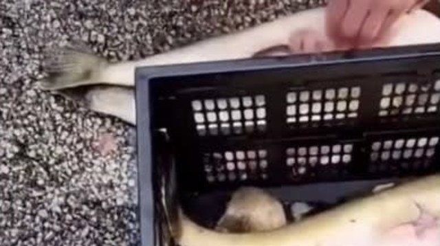 סקנדל באליפות הדיג: דייגים הכניסו משקולות לדגים (צילום: צילום מסך, טוויטר)